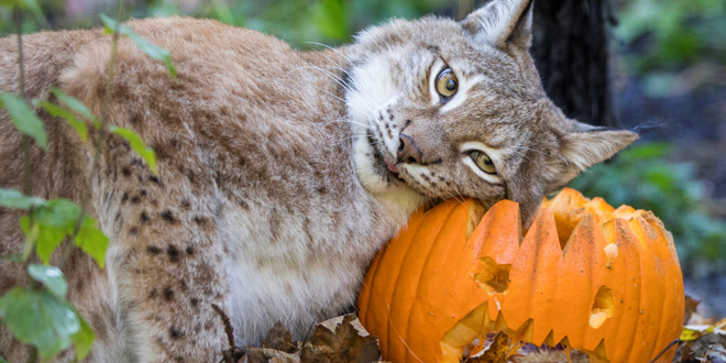 luchs-mia