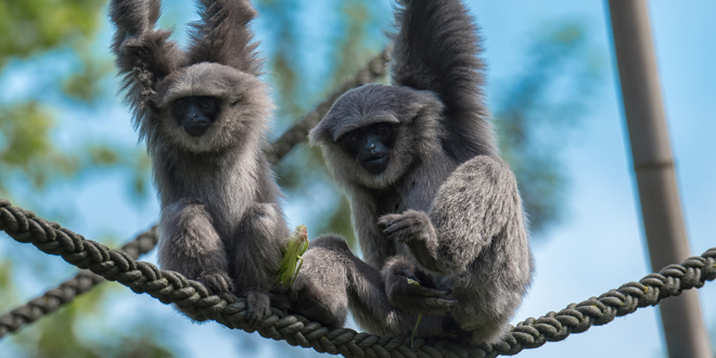 welt-gibbon-tag