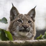 Von wegen trüb und grau – Auch im Herbst ist in Hellabrunn tierisch was los!