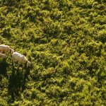 Drohnen als fliegende Helfer auf dem Acker