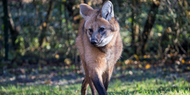 wolf 1