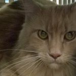 FundKATZE am Hauptbahnhof „aufgelaufen“