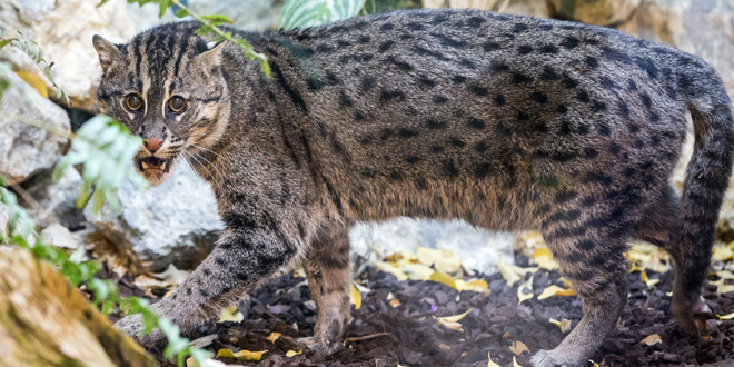 Servus, Sangke! Neue Fischkatze im Tierpark Hellabrunn