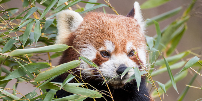 Willkommen, Justin! Neuer Roter Panda im Tierpark Hellabrunn Willkommen, Justin! Neuer Roter Panda im Tierpark Hellabrunn