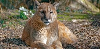 Puma im Tierpark Hellabrunn