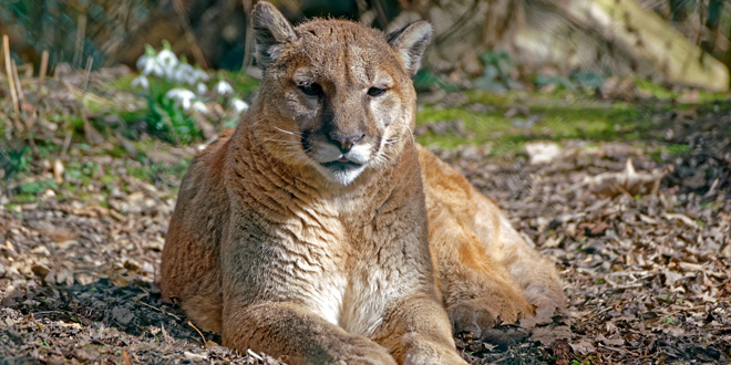 Puma im Tierpark Hellabrunn