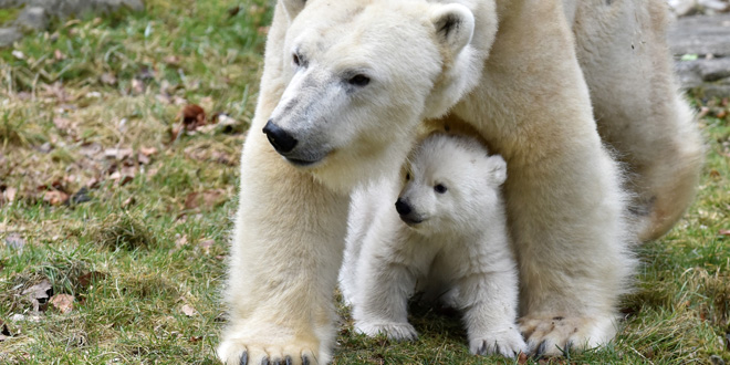 Muttertag im Tierpark Hellabrunn