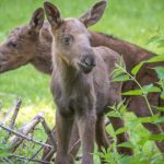 Ein Zwilling kommt selten allein: Doppelter Nachwuchs bei den Hellabrunner Elchen
