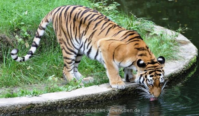 Tierpark Hellabrunn in den Top 10 der beliebtesten Reiseziele