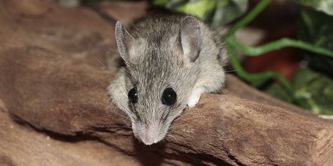 Mäusealarm: In Bayern steigt die Zahl der Hantavirus-Infektionen stark an