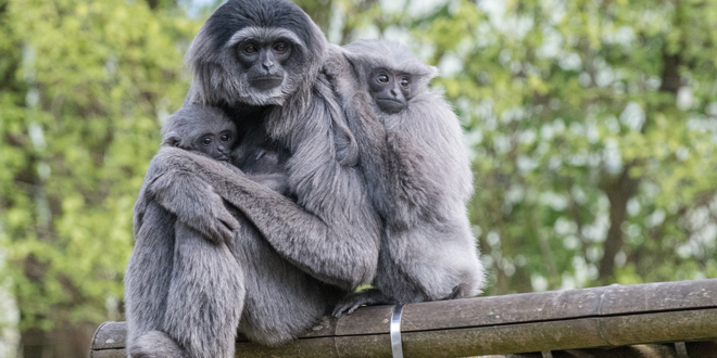 Welt-Gibbon-Tag in Hellabrunn