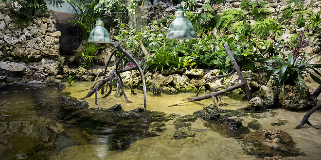 Lebensraum Mangrove in Hellabrunn