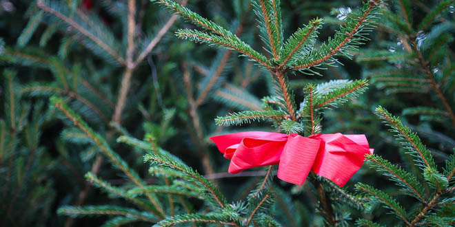 Wohin mit dem Christbaum? AWM bietet Entsorgungsmöglichkeiten