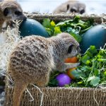 Tierpark Hellabrunn: Bunte Osternester für Erdmännchen und Mähnenwölfe