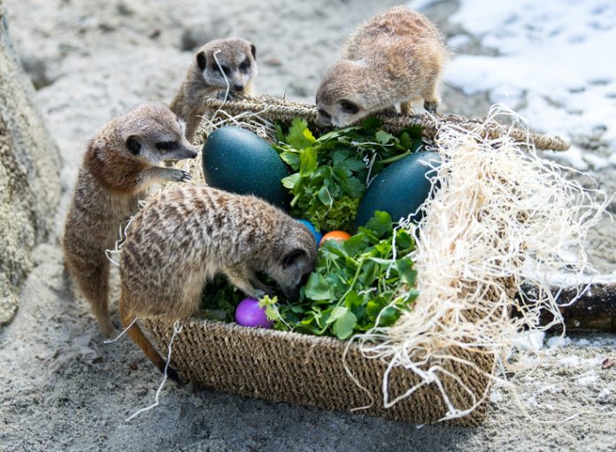 Tierpark Hellabrunn Tierpark Hellabrunn: Bunte Osternester für Erdmännchen und Mähnenwölfe