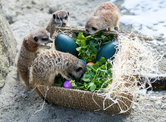 Tierpark Hellabrunn: Bunte Osternester für Erdmännchen und Mähnenwölfe