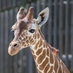 Ein Giraffen-„Geschenk“ für Hellabrunn