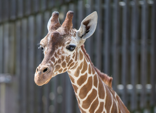 Giraffe Ein Giraffen-„Geschenk“ für Hellabrunn