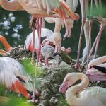 Die ersten Sommer-Vorboten sind geschlüpft – Flamingo-Küken in Hellabrunn
