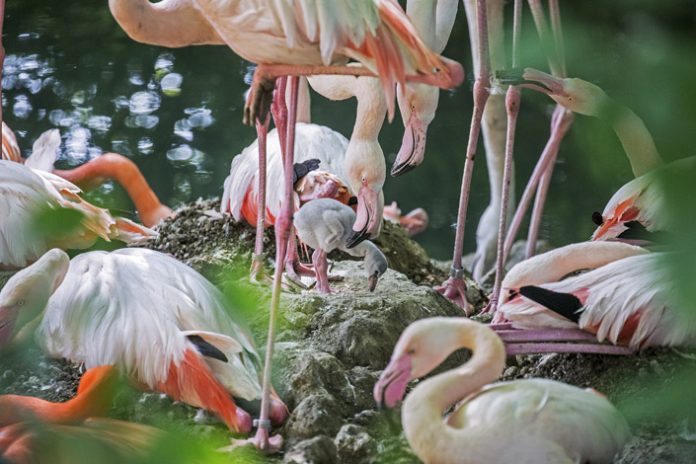 Die ersten Sommer-Vorboten sind geschlüpft – Flamingo-Küken in Hellabrunn
