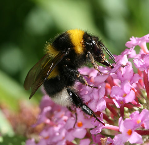 Hummel, lat. bombus