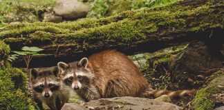 Vier Waschbären wohnen jetzt in Hellabrunn