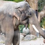 Hellabrunn: Mehr Spannung, Spaß und Spiel für Elefanten