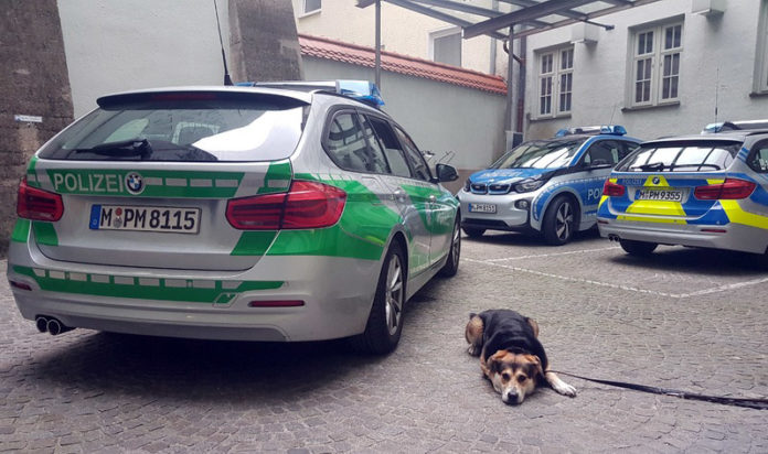 Mehr als sieben Stunden im engen Kofferraum - Hund aus aufgeheiztem Pkw befreit Mehr als sieben Stunden im engen Kofferraum - Hund aus aufgeheiztem Pkw befreit