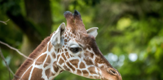 Welt-Giraffen-Tag in Hellabrunn