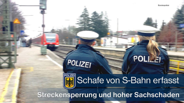 Schafe von S-Bahn erfasst Schafe von S-Bahn erfasst - Schienenersatzverkehr und 10.000 Euro Schaden