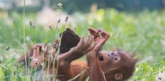 Welt-Orang-Utan-Tag in Hellabrunn