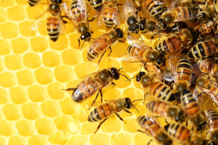 Neues Bienen-Zuhause in Ramersdorf Neues Bienen-Zuhause in Ramersdorf