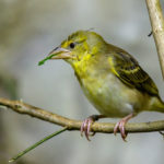 Tierpark Hellabrunn: Neue Bewohner in der Fledermausgrotte