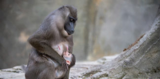 Hellabrunn: Drill-Baby Shari ist Artenschutzbotschafterin für in-situ-Projekt in Kamerun