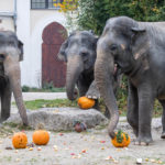 Halloween für Groß und Klein in Hellabrunn