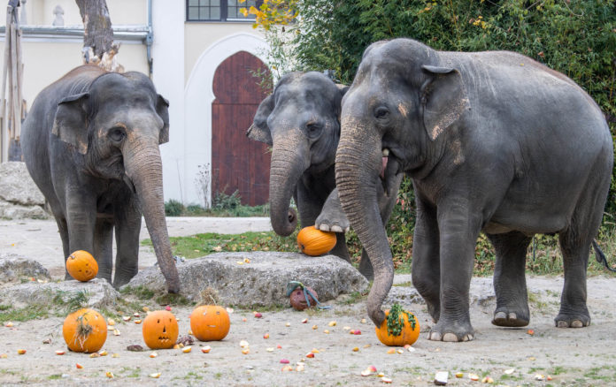 Halloween für Groß und Klein in Hellabrunn