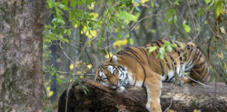 Goldener Herbst im Tierpark Hellabrunn