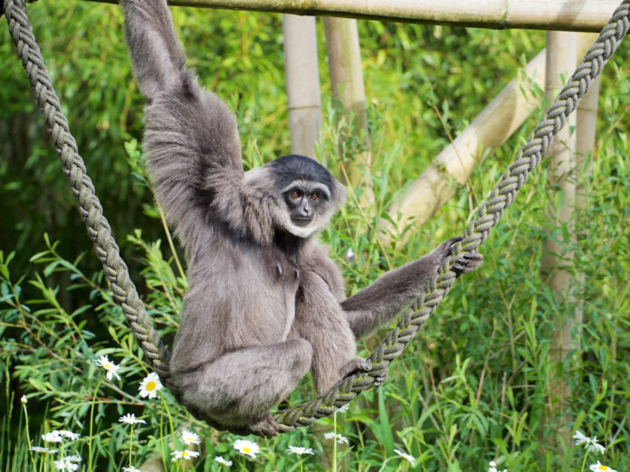 Welt-Gibbon-Tag in Hellabrunn