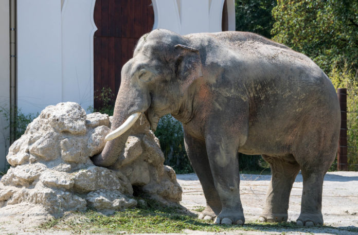 Blick hinter die Kulissen im Tierpark Hellabrunn Blick hinter die Kulissen im Tierpark Hellabrunn
