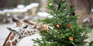 Es weihnachtet sehr im Tierpark Hellabrunn