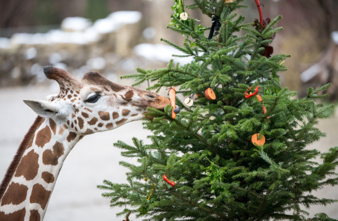 Es weihnachtet sehr im Tierpark Hellabrunn