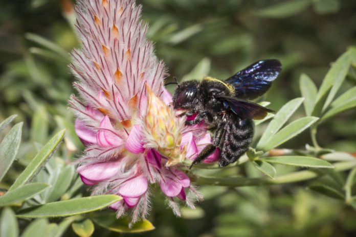 Blaue Holzbiene (Xylocopa violacea)