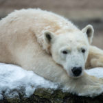 Hellabrunn in Eis und Schnee