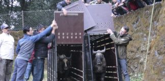 Tierpark Hellabrunn: Mishmi-Takin Ramona ist in Darjeeling angekommen