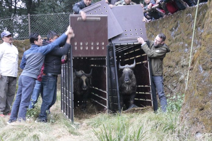 Tierpark Hellabrunn: Mishmi-Takin Ramona ist in Darjeeling angekommen