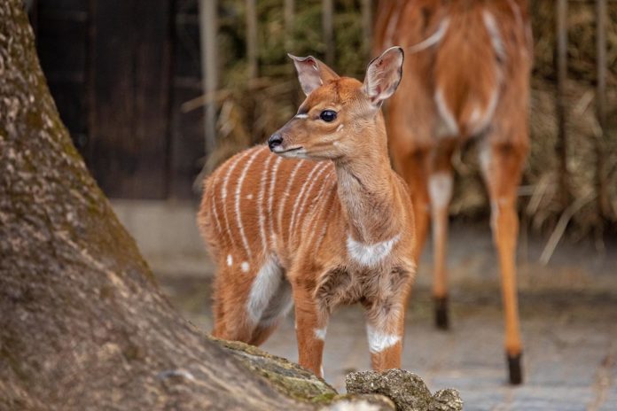 Nyala Nachwuchs in Hellabrunn