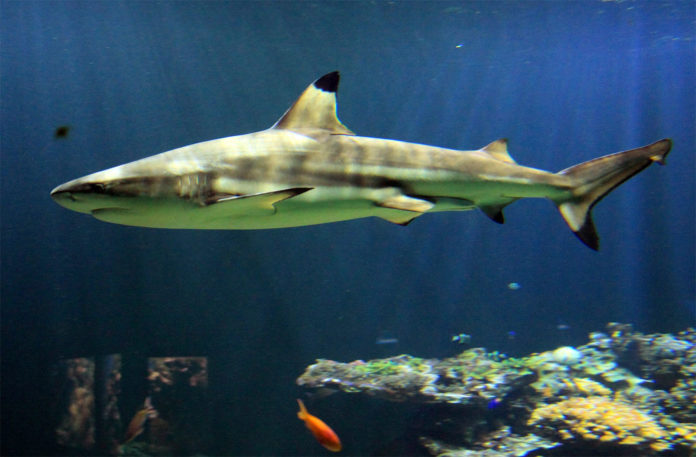 Schwarzspitzen-Riffhai Kurt im Hellabrunner Aquarium verstorben