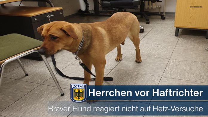 Hund auf Beamte gehetzt - Schwarzfahrer mit Hund heute vor Haftrichter