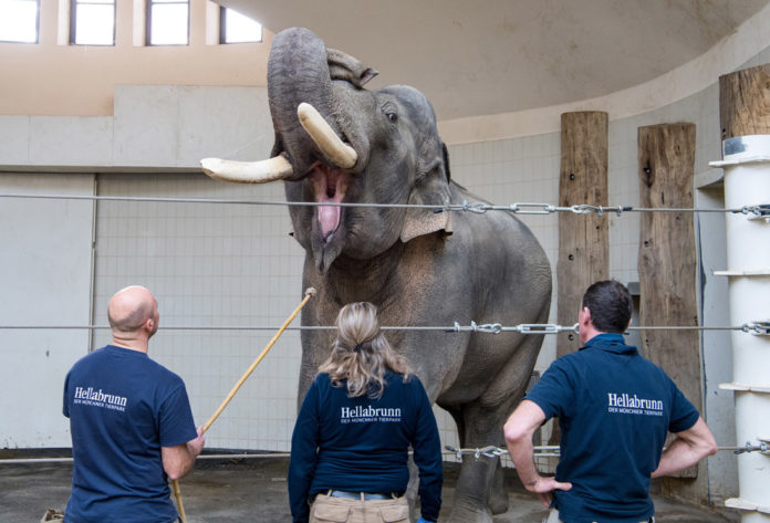 Tierpark Hellabrunn - Medical Training Tierpark Hellabrunn - Medical Training