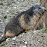 Die Hellabrunner Murmeltiere sind erwacht